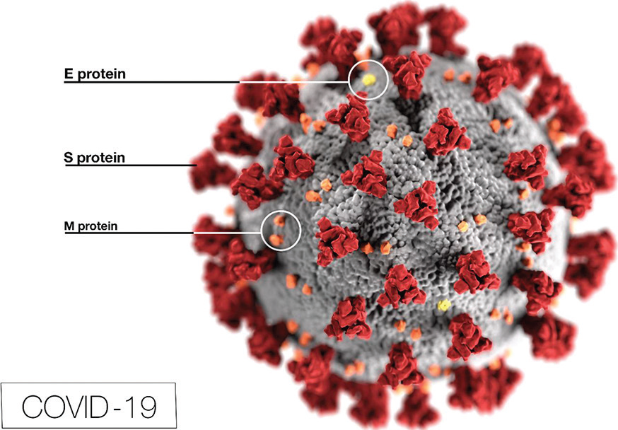 Structure of SARS-CoV-2 (Source: CDC)